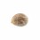 Seminte feminizate Bruce Banner Feminized