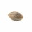 Seminte feminizate Blue Dream Feminized
