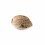 Seminte feminizate Freshberry Feminized