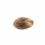 Seminte feminizate Big Cheese Feminized