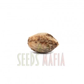 Seminte marijuanna - seedsmafia.ro