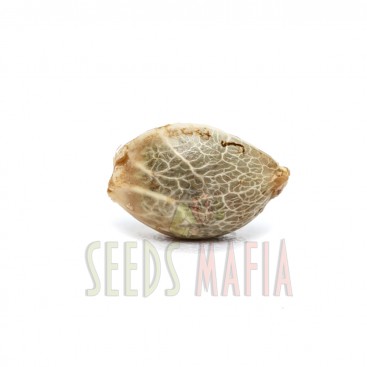 Seminte canabis thc - seedsmafia.ro