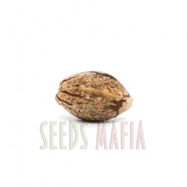 Seminte cannabis - seedsmafia.ro