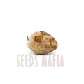 Seminte de marijuanna Romania - seedsmafia.ro