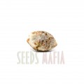 Seminte marijuanna - seedsmafia.ro