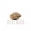 Seminte feminizate Sour Diesel Feminised