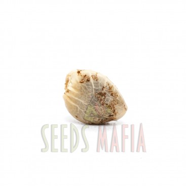 Seminte autoflower Auto Super Hash Feminised 1 - seedsmafia.ro
