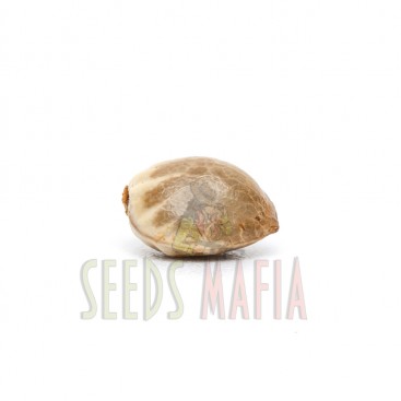 Seminte feminizate New York City Feminized 1 - seedsmafia.ro