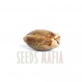 Seminte feminizate Exodus Cheese Feminized