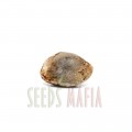 Seminte autoflower Auto Ak Feminized 1 - seedsmafia.ro