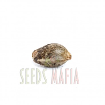 Seminte canabis thc - seedsmafia.ro